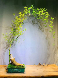 小叶簕竹根苗勒竹桩桌面绿植成品竹子盆栽室内文人茶几盆景花卉