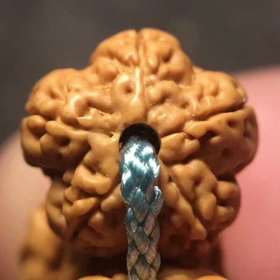 花王小金刚菩提子5梅花桩瓣树王