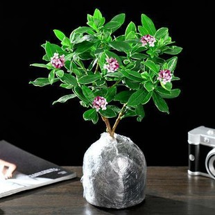 金边瑞香秋冬开花浓香型室内花卉办公室绿植阳台大盆栽耐寒