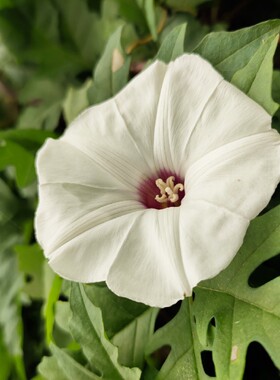 2021春团Ipomoea heterophylla枫叶旋风牵牛-非洲块根植物