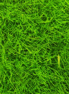 爪哇莫丝正宗爪哇莫丝莫斯阴性水草懒人活体淡水植物ADA经典莫斯