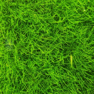 爪哇正宗保证ada造景经典莫斯