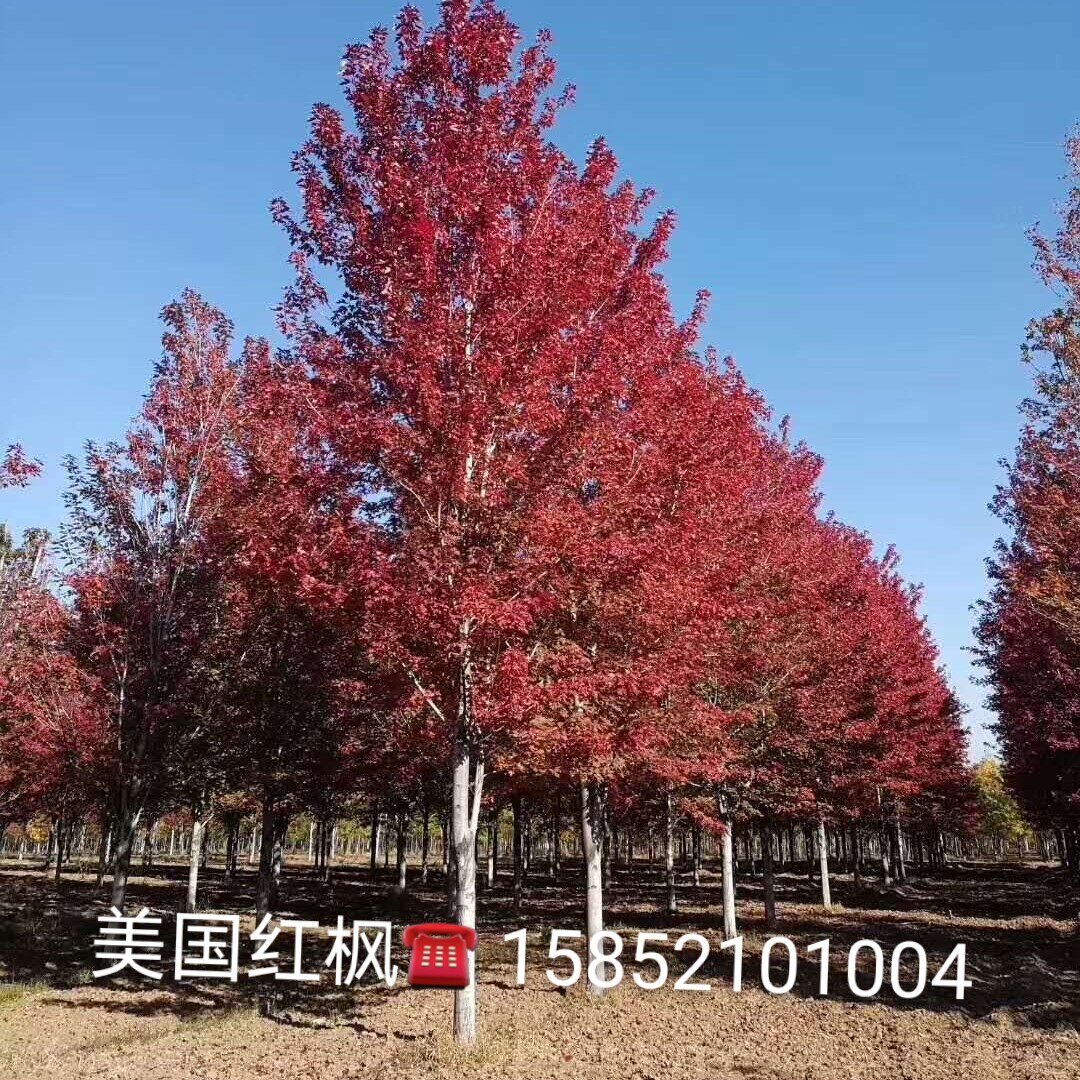 15公分美国红枫 树苗行道树 工程树 庭院风景树室外园林绿化树