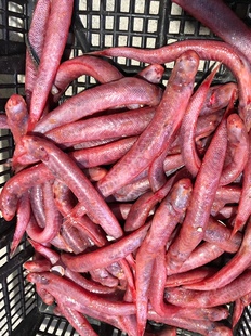 野生赤岭鱼红血鱼当天海捕新鲜海鲜水产海鱼红条条潮汕特产顺丰