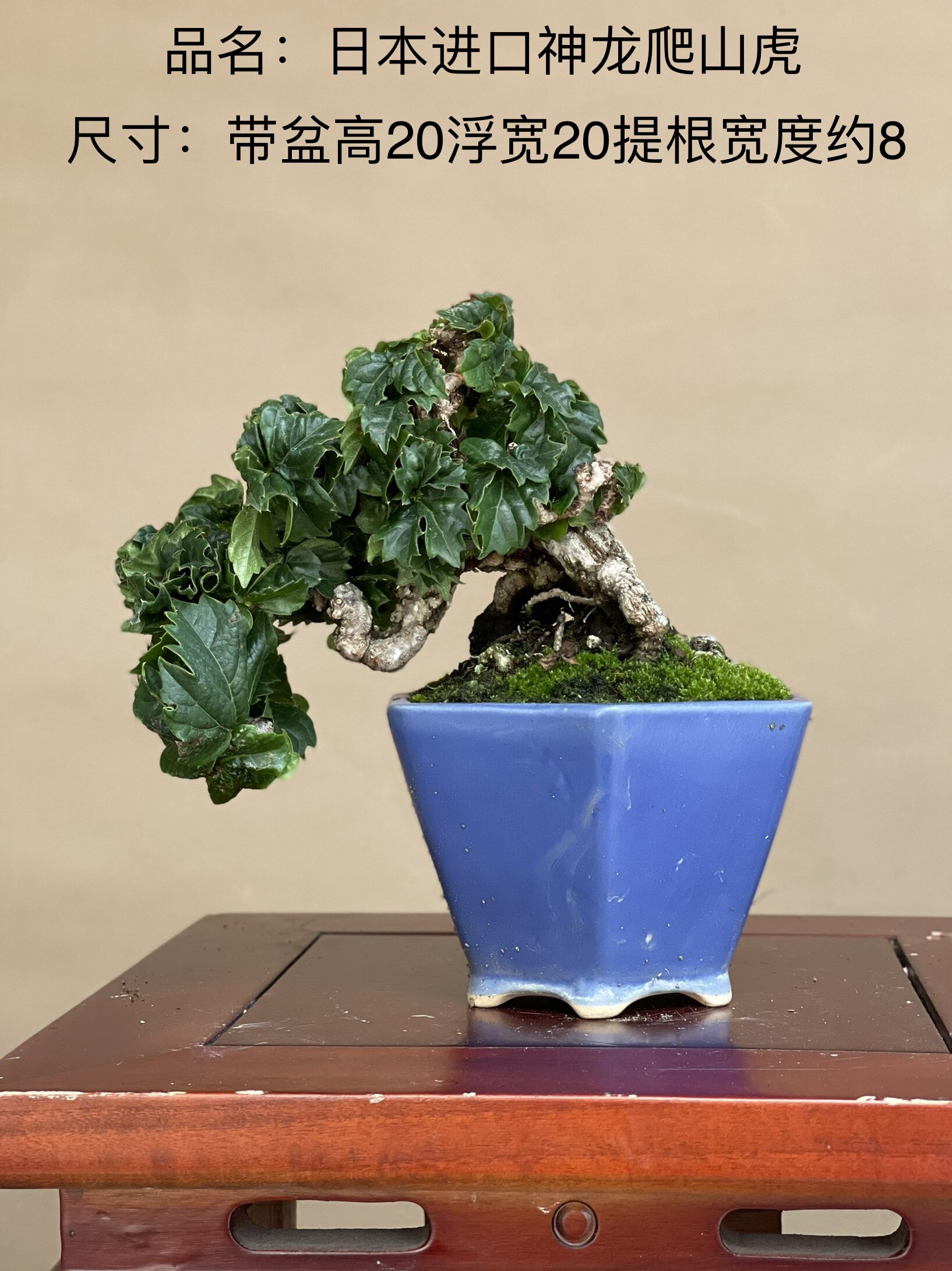 日本高档老桩神龙爬山虎盆景植物绿植盆栽生长缓慢