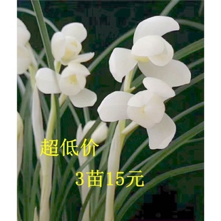 种开花浓香室内花卉绿植盆栽 浓香好养兰花苗春兰矮种咏怀素荷新品