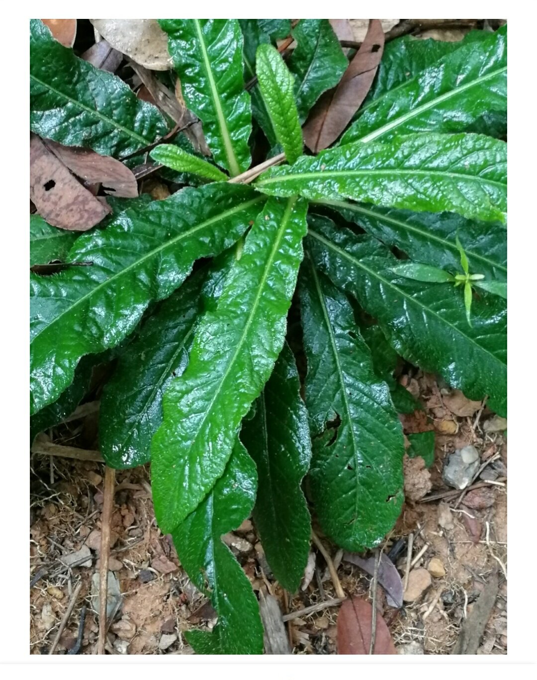 地胆草500g包邮红花坐地娘煲汤泡茶佳品农家  中草药材料下单现采