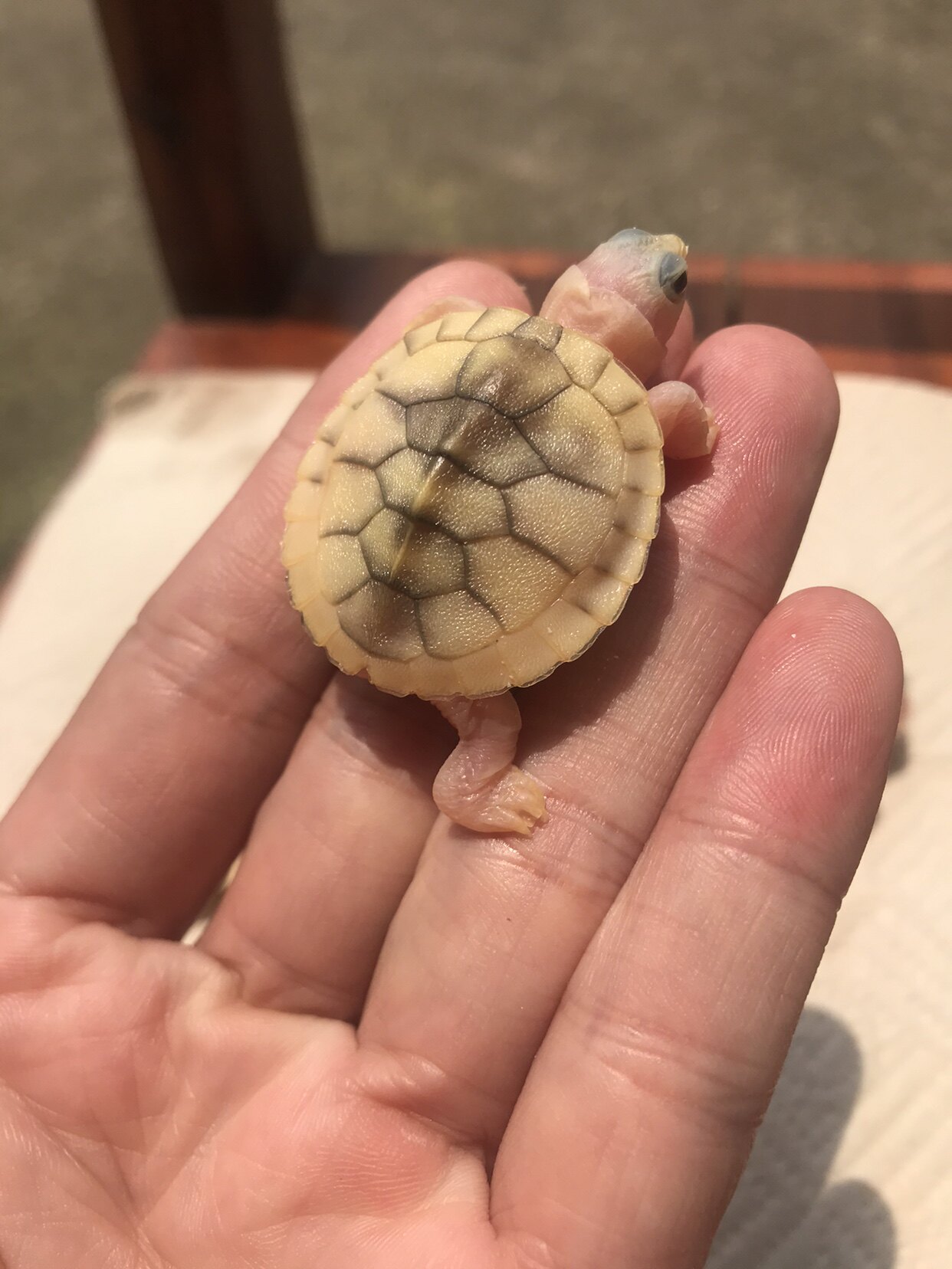 2021年精品超级奶油焦糖苗 9克几 焦糖巴西全品 对标白化巴西龟