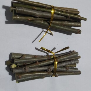 柳树垂柳扦插苗扦插枝条长度10至15cm垂柳枝条粗度0.4至3cm柳树段