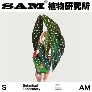 SAM植物研究所 进口盆栽绿植 INS绿植 鳟鱼秋海棠 植选礼物