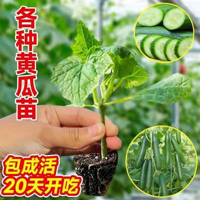 蔬菜苗秧黄瓜苗水果种籽草莓旱青瓜子春南方阳台种植小盆栽番茄孑