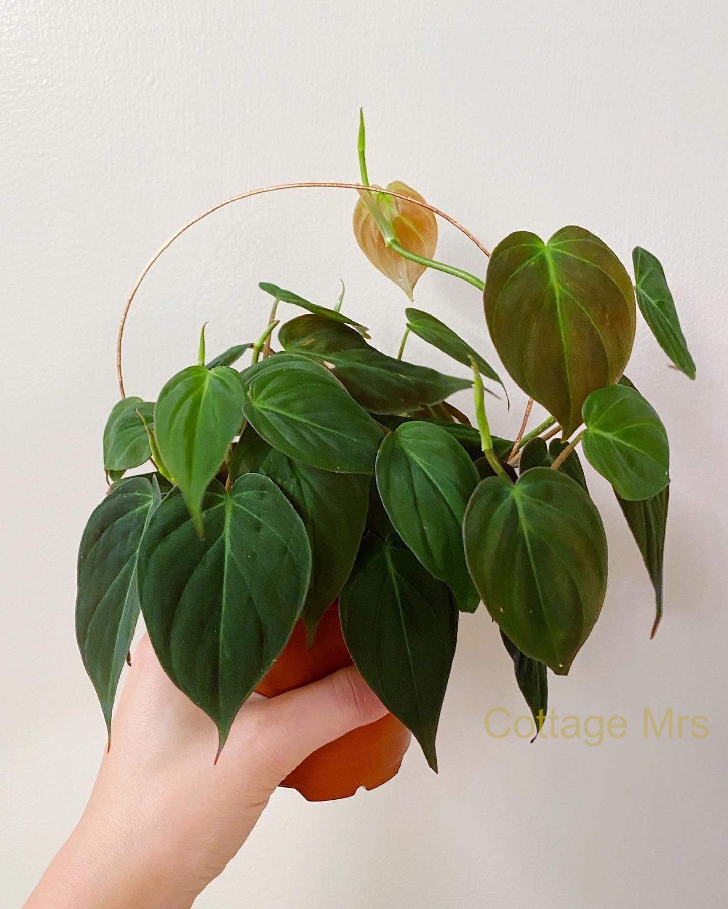 云母蔓绿绒绿植垂挂植物丝绒心形叶片网红爬藤热带观叶室内盆栽