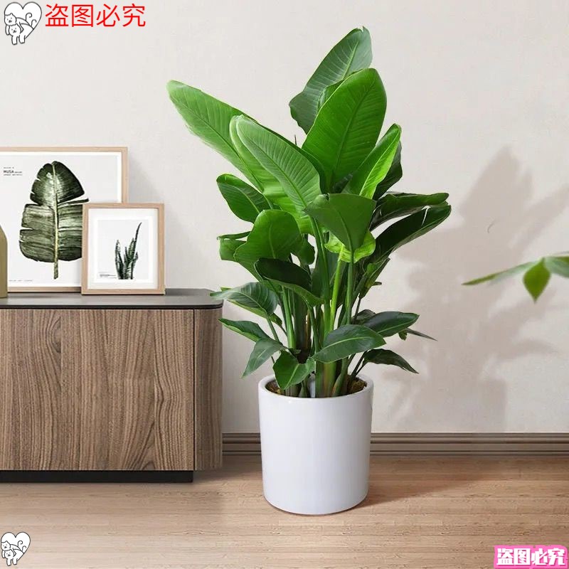 净化空气室内绿植天堂鸟小盆栽不带花苞除甲醛新房家用绿植栀子花
