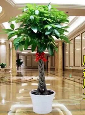 大发财树室内外花卉盆景