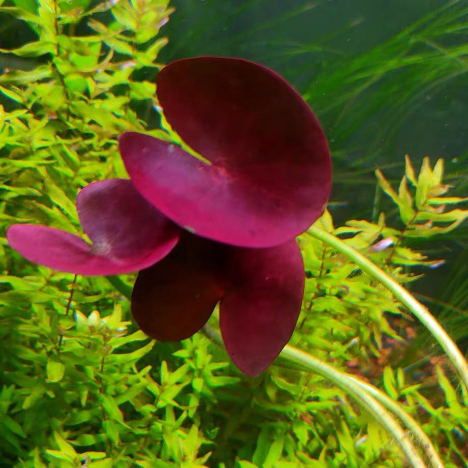 睡莲稀有水草红色无需南美造景缸