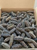 BHD关东深海纯野生纯淡干海参特高营养孕妇老人孩子补充