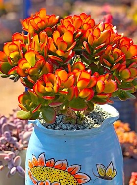 姬红花月红叶玉树老桩多肉植物盆栽群生多头新花月锦肉肉绿植花卉