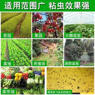 60张粘虫板诱虫板纸贴双面黄色沾黏蚊子杀黑虫胶灭小飞虫果蝇大棚