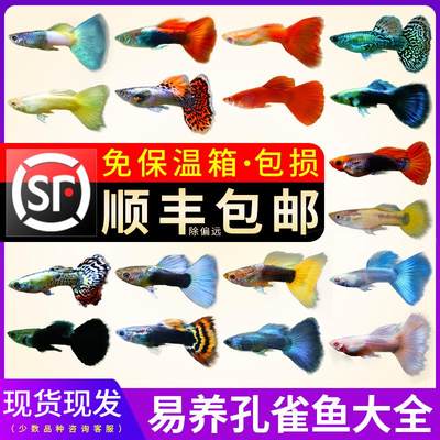 鱼官儿孔雀鱼观赏鱼小型淡水热带鱼繁殖鱼苗凤尾鱼水族宠物新手养