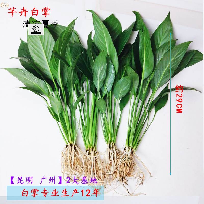 白掌盆栽水培花卉办公室内四季好仿真花/假花