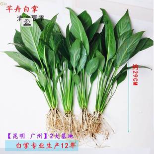 白掌盆栽水培花卉办公室内四季好养净化空气吸甲醛绿植物一帆风顺