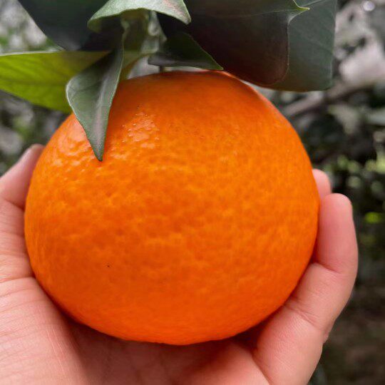 双十一应季新鲜水果爱媛38号果冻橙手剥橘子现摘现发10斤大果包邮