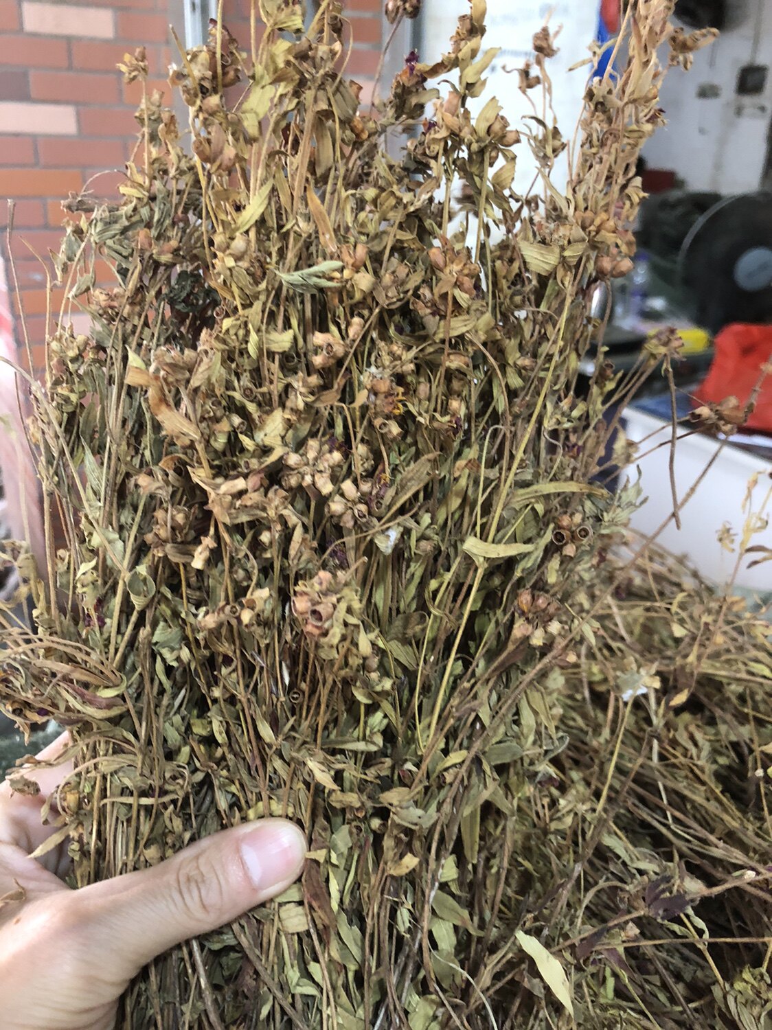 天香炉 朝天罐 天吊香500克包邮 仰天盅 小金钟 金香炉 蜂窝草 5