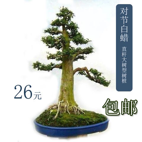 【大树型】对节白蜡直杆盆景素材桩地径2-4厘米小型盆景制作树桩