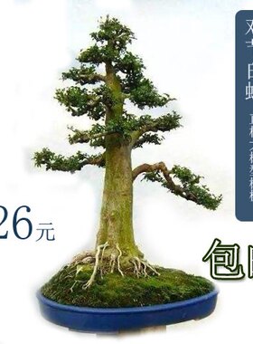 【大树型】对节白蜡直杆盆景素材桩地径2-4厘米小型盆景制作树桩