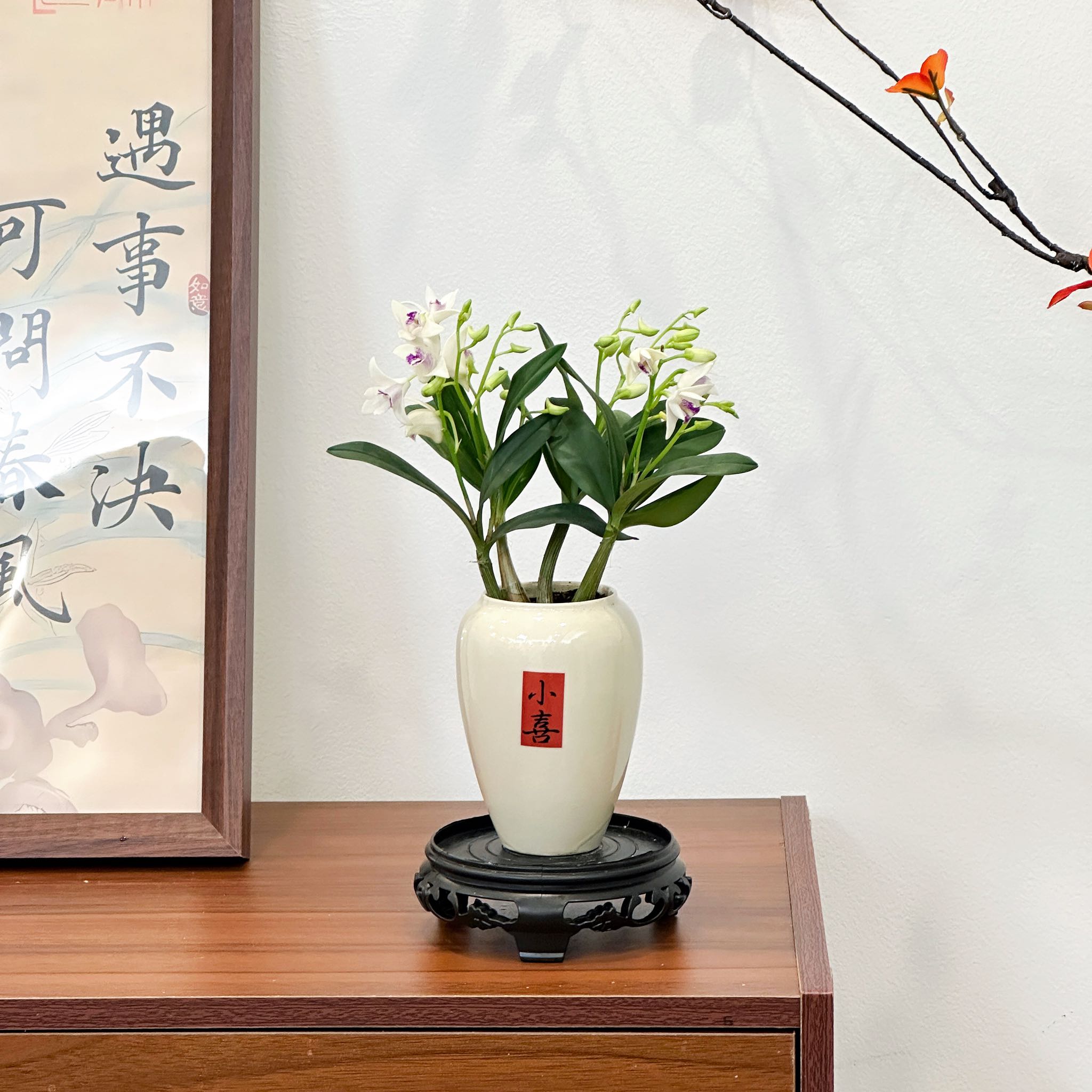 新品石斛兰白花浓香凤羽石斛现带花苞年宵花室内阳台好养绿植花卉