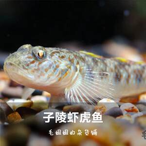 子陵虾虎虾虎鱼溪吻虾虎鱼淡水观赏鱼冷水原生鱼虾虎鱼