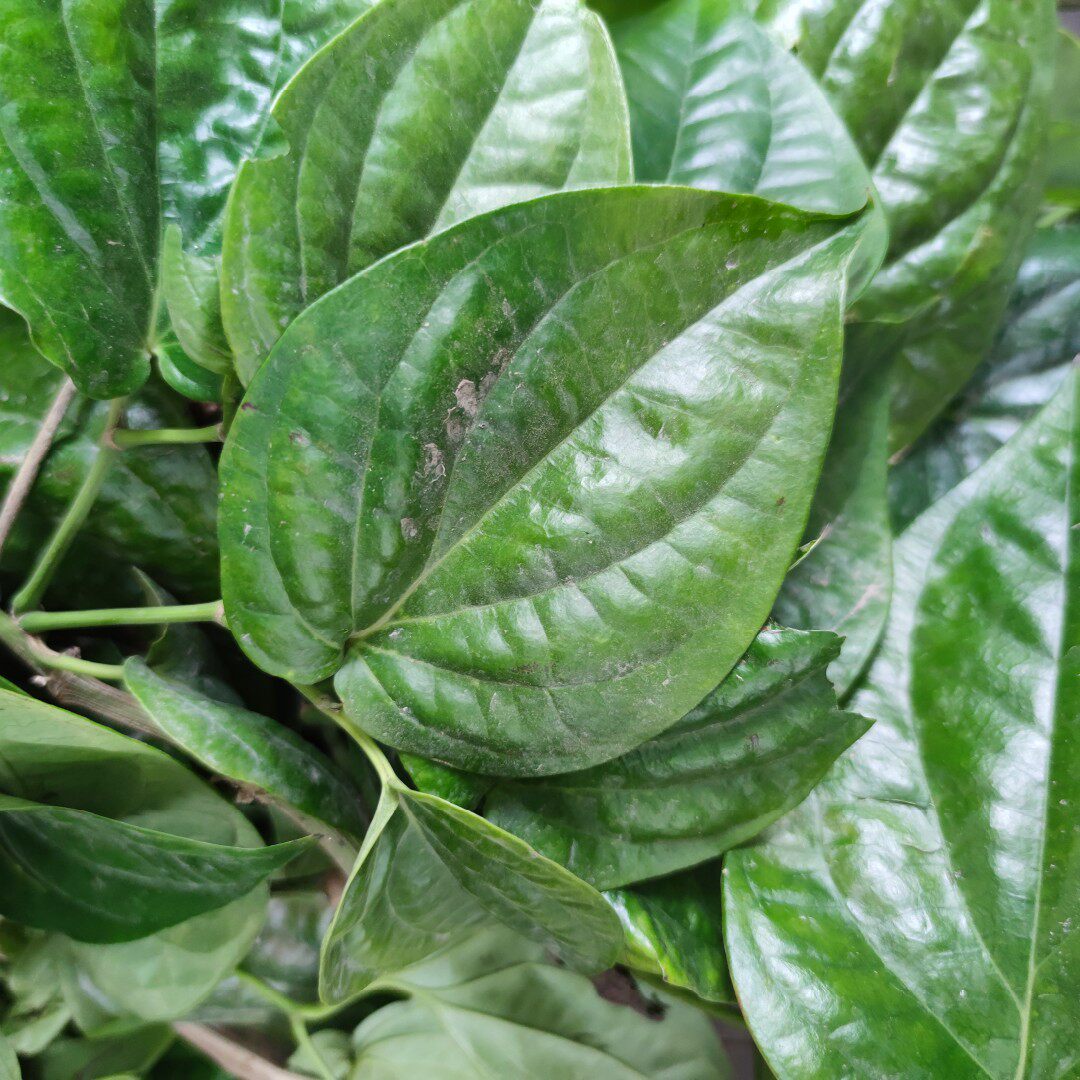 常用山草药槟榔蒟 蒌叶 蒟叶 新鲜现采 500克