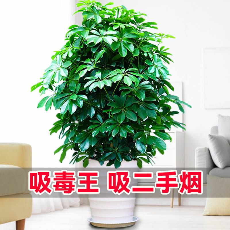 七叶莲水培盆栽招财树植物八方来财鸭脚木室内绿植花卉四季常青养
