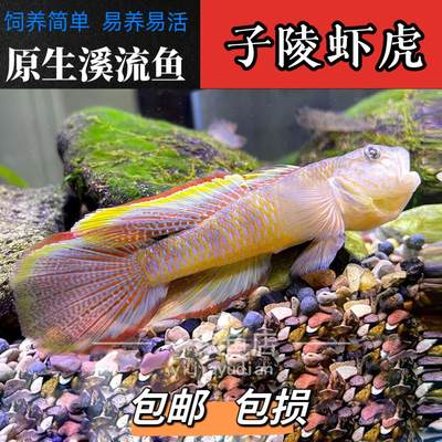 原生溪流好养耐活子陵虾虎鱼水底宠物观赏鱼底层小型冷水鱼淡水鱼