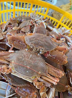 潮汕海鲜野生扁蟹肉蟹大梭子蟹鲜活冷冻水产香辣蟹