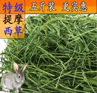 新草2022年特级提摩西草北提龙猫豚鼠兔粮荷兰猪新V鲜饲料5斤 包邮