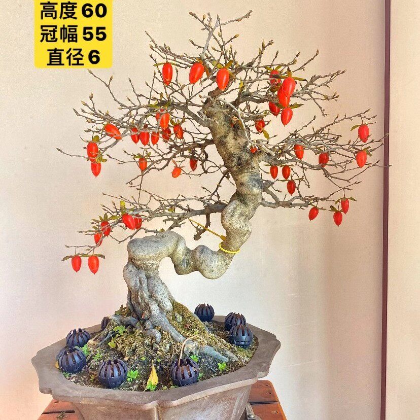 日本进口精品黄果老鸦柿中型盆景盆栽实物老桩黄辉展会级绿植