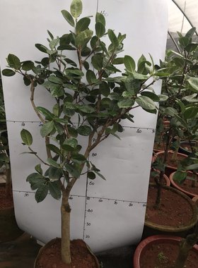 巨型品种云南茶花