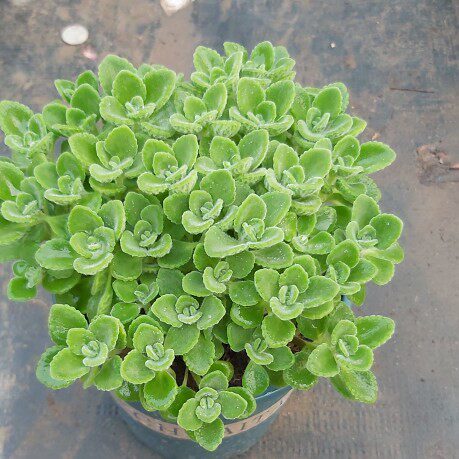 碰碰香一抹香盆栽驱蚊香草阳台耐热多肉植物净化空气提神防辐射