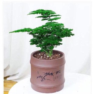 唐山矮生云竹文竹云松竹办公室内好养绿植桌面长青小盆栽四季常绿