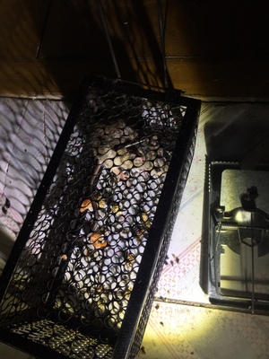 长沙灭鼠公司灭四害灭蟑螂消杀灭上门服务灭老鼠蚂蚁一次解决蚊子