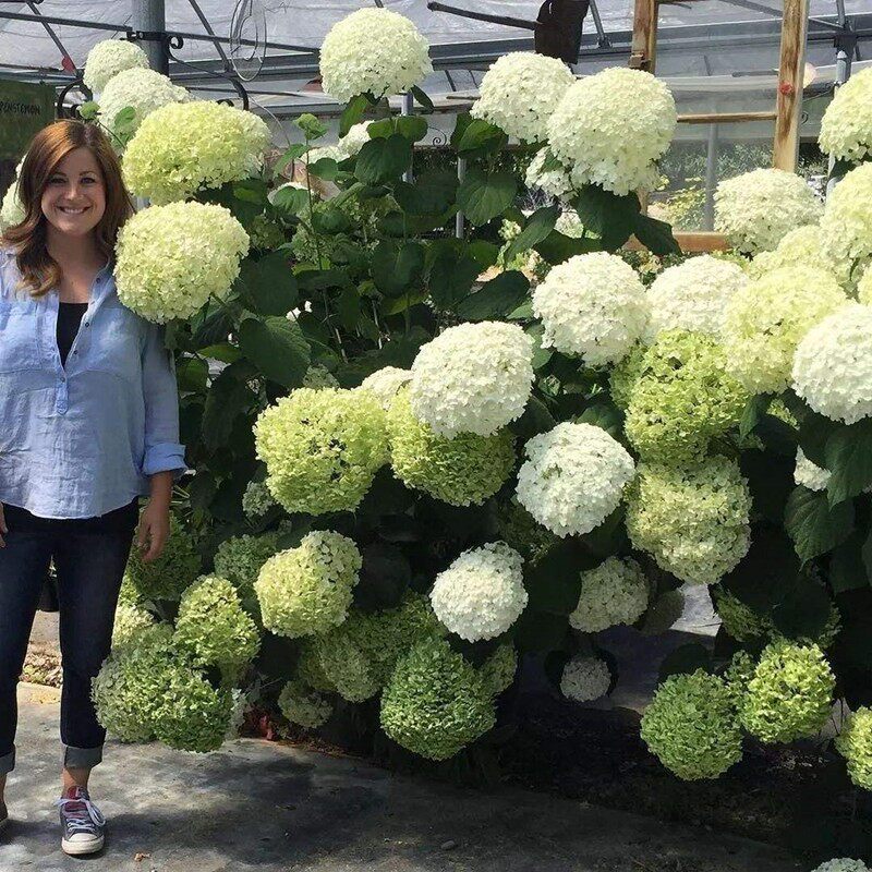 (木子家的花园)包邮无敌贝拉安娜八仙乔木大花绣球耐寒热植物盆栽