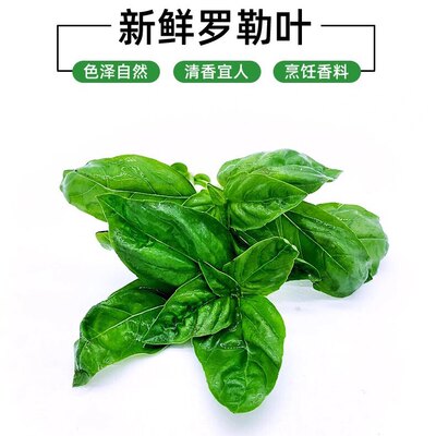 新鲜罗勒叶500g蔬菜可食用