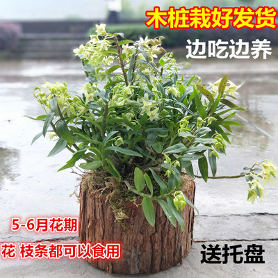 【带木桩发货】铁皮石斛苗树桩盆栽 室内绿植盆景花卉石斛可食用