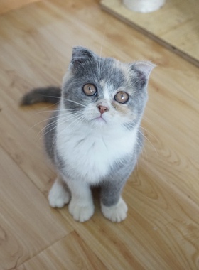 三花英短 折耳母 家养纯种英短猫 活体宠物猫英国短毛猫