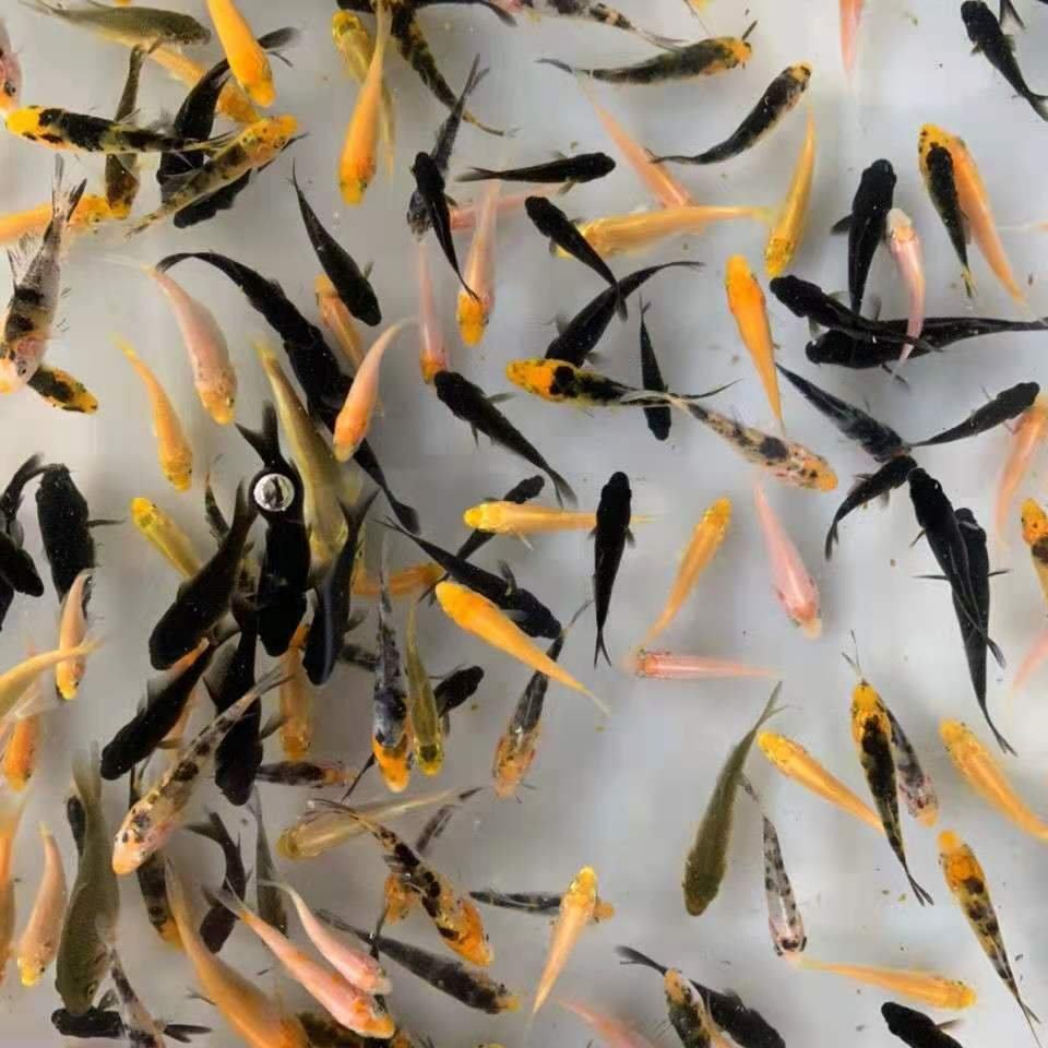 日本锦鲤纯种活鱼p淡水小鱼苗水花红白大正三色丹顶观赏鱼未欧洲