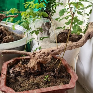 黄荆盆景熟桩龙型桩一物一拍