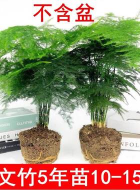 文松耐寒植物文竹苗不带盆常年盆栽客厅开花北方花卉植物大型耐寒