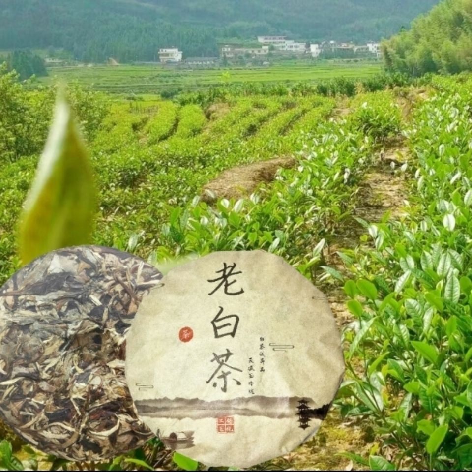 丹霞白茶 正宗广东韶关红山白毛茶茶饼 兰香清甜回甘357g特价包邮