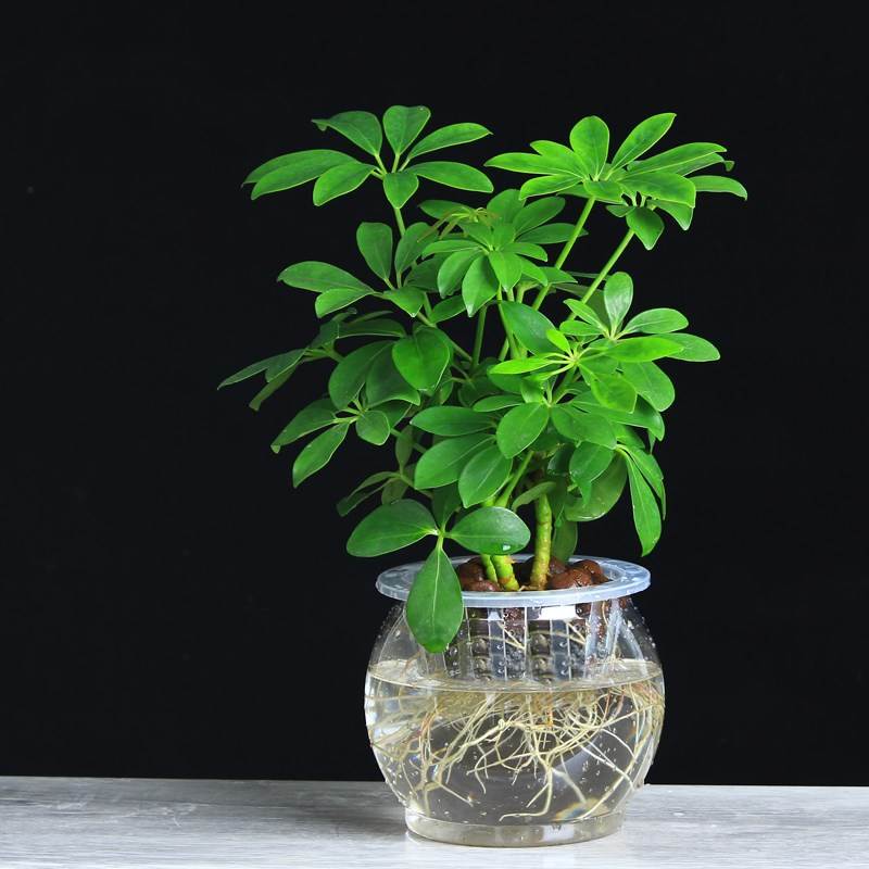 七叶莲水培盆栽招财树植物八方来财鸭脚木室内绿植花卉发财树水养